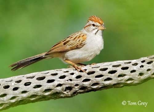 Rufous-winged sparrow Rufouswinged Sparrow