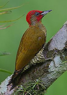 Rufous-winged woodpecker httpsuploadwikimediaorgwikipediacommonsthu