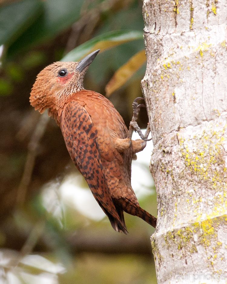 Rufous woodpecker Zul Ya Birds of Peninsular Malaysia Rufous Woodpecker