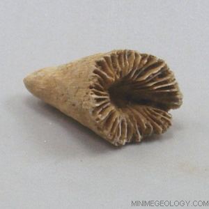 Rugosa Horn Coral Zaphrentis Species Mini Me Geology