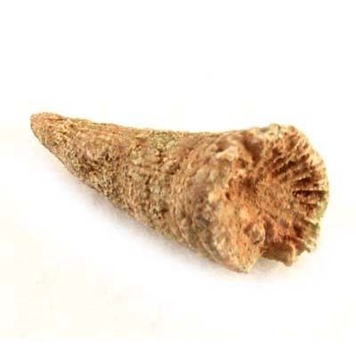 Rugosa Horn Coral Fossil Fossilized Horn Coral Fossilicious