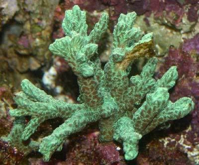 Rugosa Horn Coral Hydnophora rigida