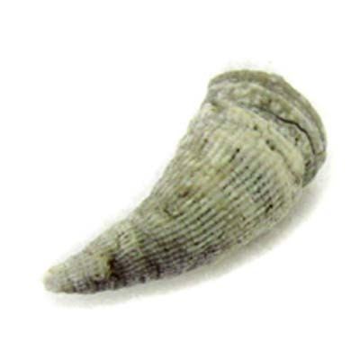 Rugosa Horn Coral Fossil Fossilized Horn Coral Fossilicious