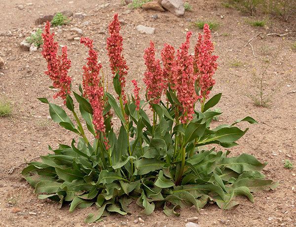 Rumex hymenosepalus Rumex hymenosepalus Health effects and herbal facts