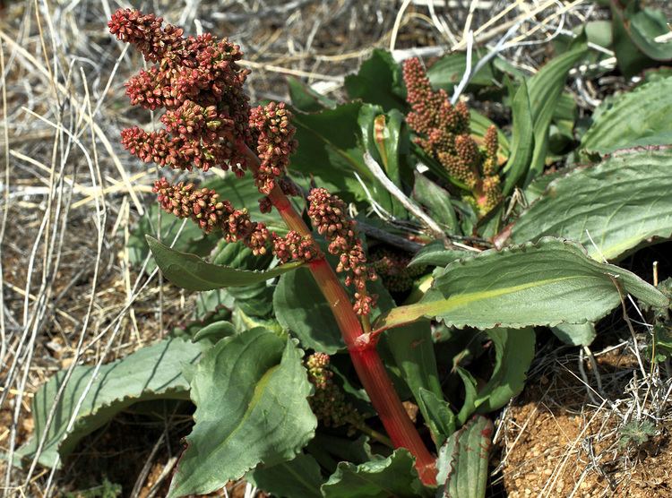 Rumex hymenosepalus Vascular Plants of the Gila Wilderness Rumex hymenosepalus