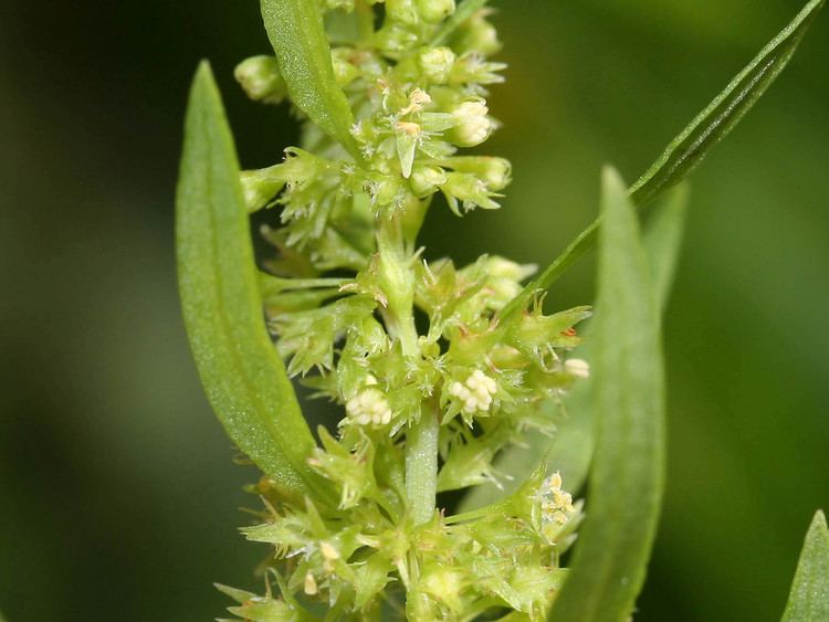 Rumex maritimus Rumex maritimus golden dock Go Botany