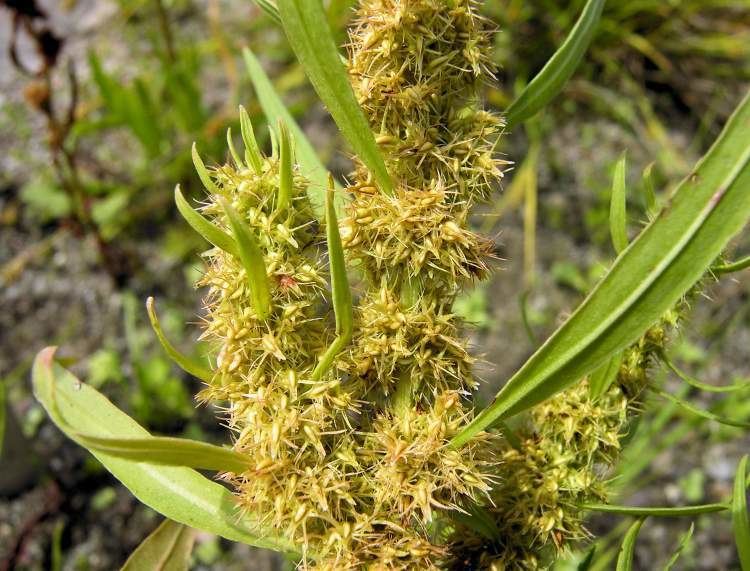 Rumex maritimus Rumex maritimus L golden dock