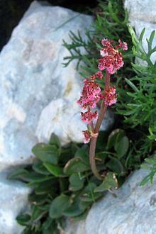 Rumex nivalis httpsuploadwikimediaorgwikipediacommonsthu