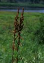 Rumex pseudonatronatus httpsimglatvijasdabalvcontentaugirumexpse