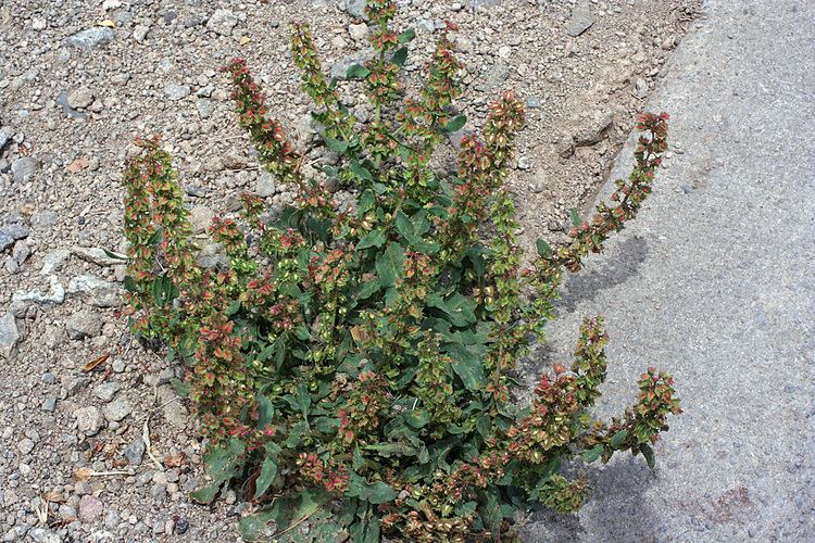 Rumex pulcher Vascular Plants of the Gila Wilderness Rumex pulcher