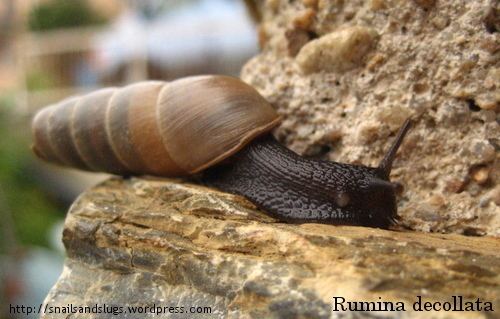 Rumina (gastropod) httpssnailsandslugsfileswordpresscom201009