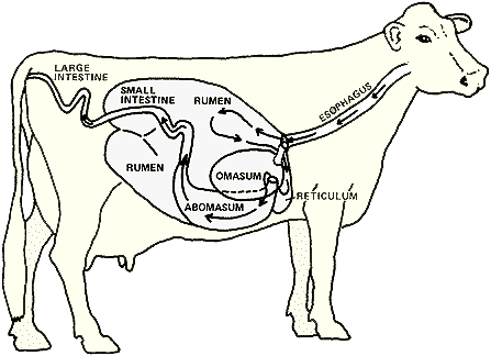 Ruminant Ruminant anatomy and physiology Dairy Extension University of
