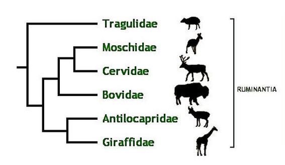 Ruminantia Classification The Giraffe