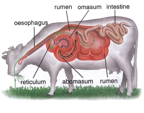 Ruminantia Digestive System in Ruminantia New Science Biology