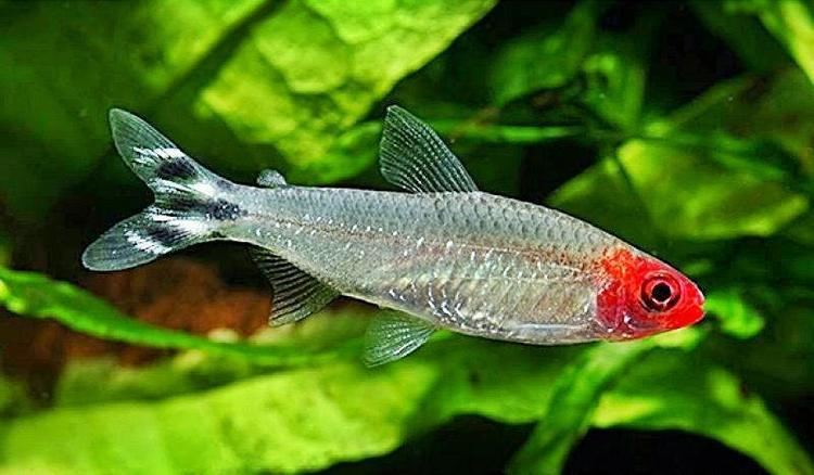 Rummy-nose tetra Rummynose Tetra Wallpapers HD Download