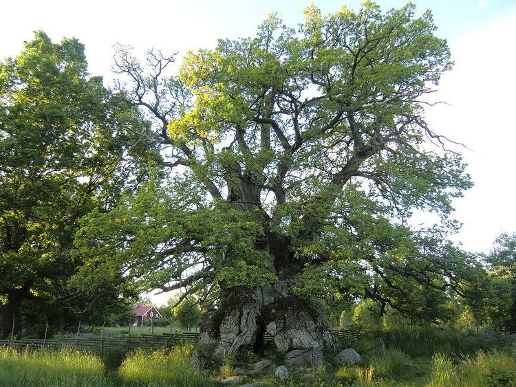 Rumskulla oak