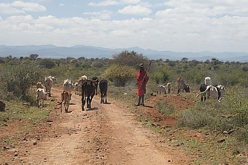Rumuruti Maasai herdsman Mpala Ranch Rumuruti Rd