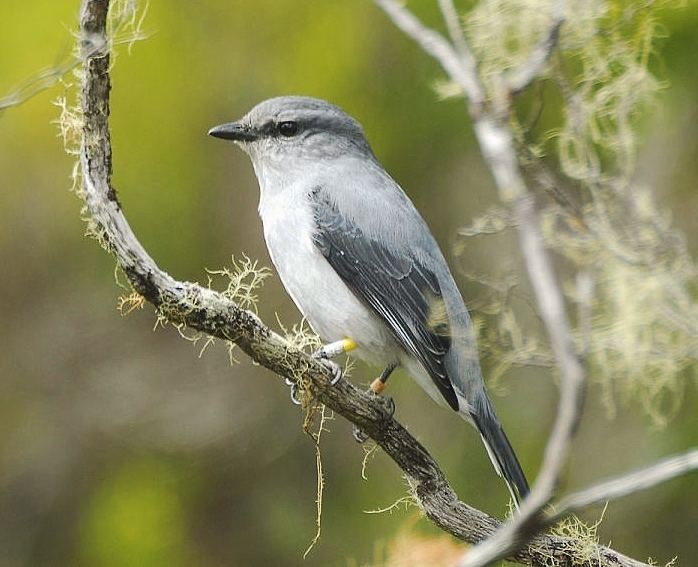 Réunion cuckooshrike - Alchetron, The Free Social Encyclopedia