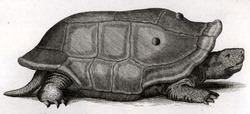 Réunion giant tortoise httpsuploadwikimediaorgwikipediacommonsthu