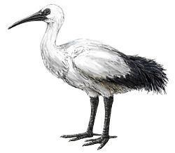 Réunion ibis httpsuploadwikimediaorgwikipediacommonsthu