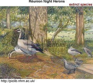 Réunion night heron httpswwwbeautyofbirdscomimagesbirdsherons