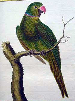 Réunion parakeet httpsuploadwikimediaorgwikipediacommonsthu