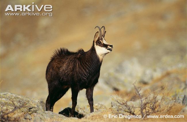 Rupicapra Chamois photo Rupicapra rupicapra G26130 ARKive