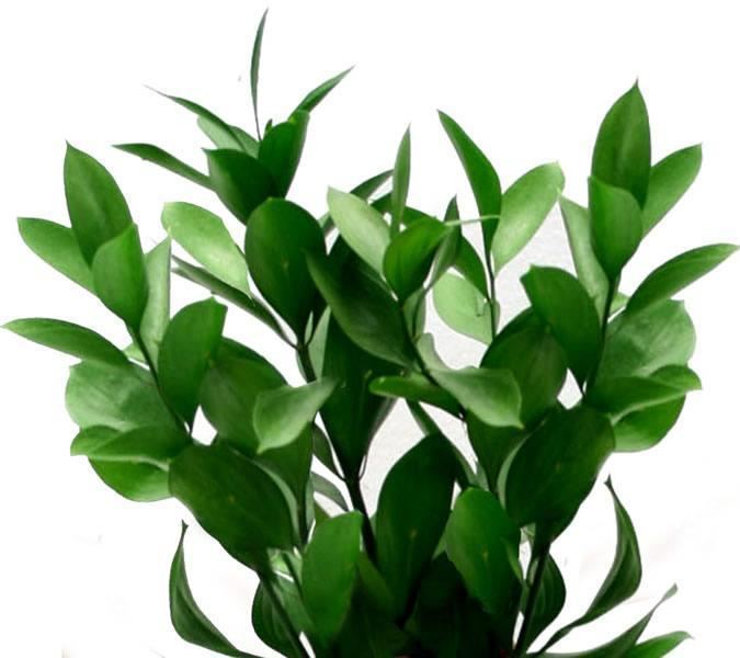 Ruscus 1000 images about Wedding Greenery Israeli Ruscus on Pinterest