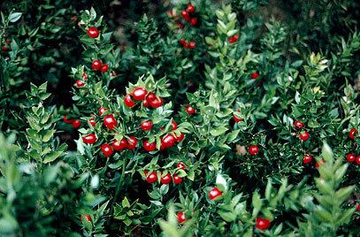 Ruscus aculeatus RHS advice amp tips on garden amp indoor plants Plant finder