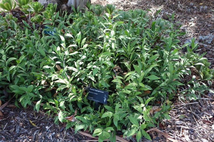 Ruscus hypoglossum FileRuscus hypoglossum Leaning Pine Arboretum DSC05729JPG