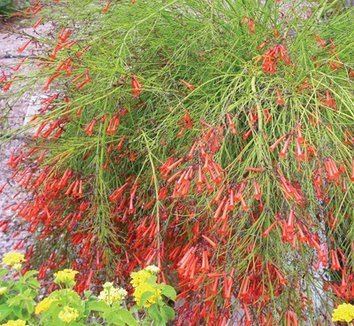 Russelia equisetiformis Russelia equisetiformis Red Firecracker Fern Firecracker Plant