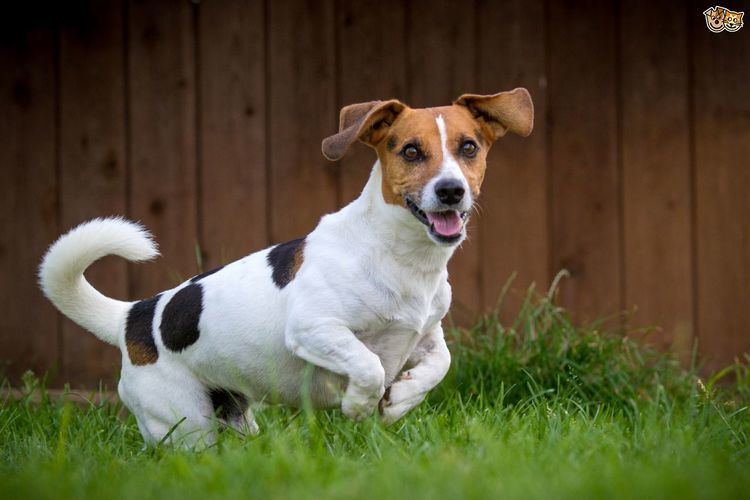 Russell Jack The hugely popular Jack Russell terrier Pets4Homes