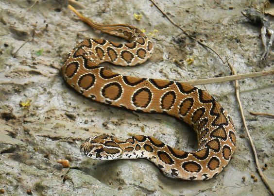 Russell's viper Russell39s Viper Daboia russelii is responsible for more deaths due