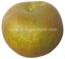 Russet apple Apple Egremont Russet tasting notes identification reviews