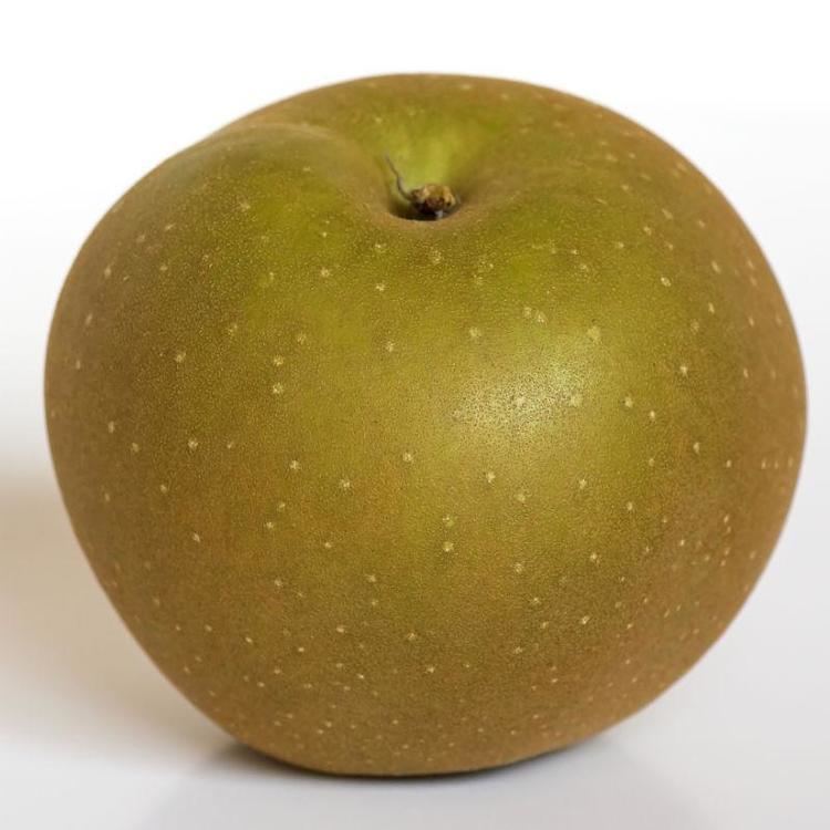 Russet apple httpswwwstarkbroscomimagesdynamic1948960x