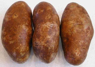 Russet Burbank Potatoes Russet Burbank Long Season American Seed Co