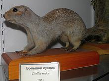 Russet ground squirrel httpsuploadwikimediaorgwikipediacommonsthu