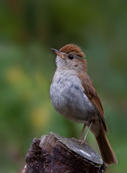 Russet nightingale-thrush Russet NightingaleThrush BirdForum Opus