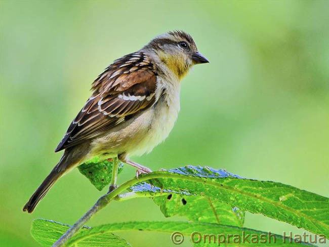 Russet sparrow Oriental Bird Club Image Database Russet Sparrow Passer cinnamomeus