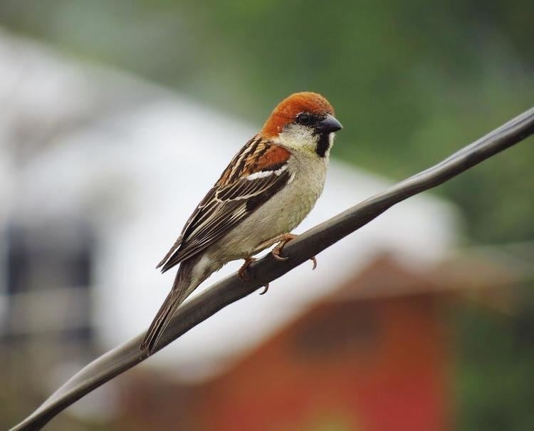 Russet sparrow Russet Sparrow Passer rutilans videos photos and sound recordings