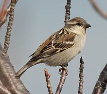 Russet sparrow httpsuploadwikimediaorgwikipediacommonsthu