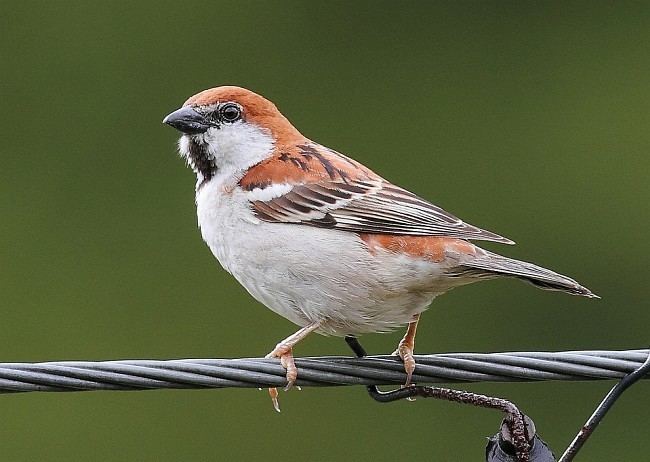 Russet sparrow Oriental Bird Club Image Database Russet Sparrow Passer cinnamomeus