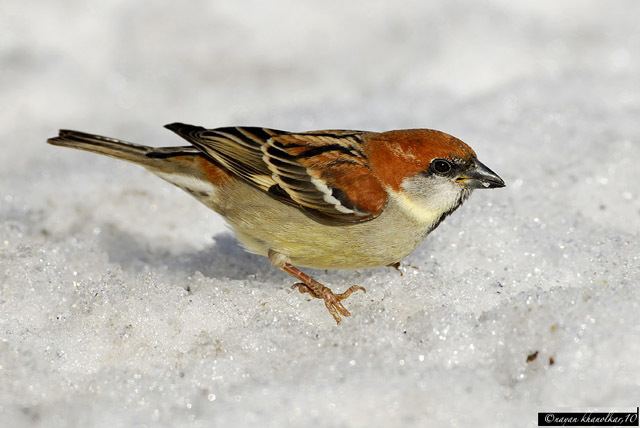 Russet sparrow Oriental Bird Club Image Database Russet Sparrow Passer cinnamomeus