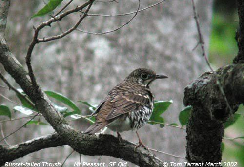 Russet-tailed thrush Mangoverde World Bird Guide Photo Page Russettailed Thrush