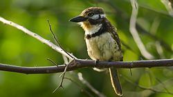 Russet-throated puffbird httpsuploadwikimediaorgwikipediacommonsthu