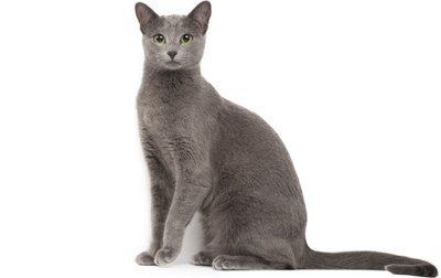 Russian Blue Russian Blue Cat Breed Information Pictures Characteristics amp Facts