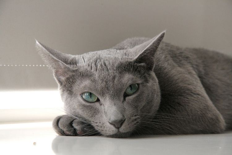 Russian Blue Russian blue temperament and personality Russian Blue Love 2015