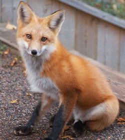 Russian Domesticated Red Fox Russian Foxes AE Pets InternationalAE Pets International