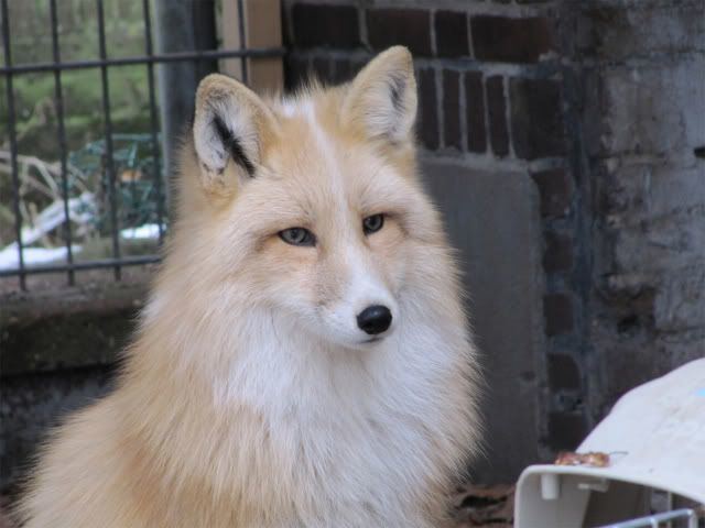 Russian Domesticated Red Fox 78 ideas about Domesticated Silver Fox on Pinterest Foxes Fox