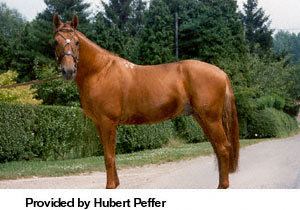 Russian Don Breeds of Livestock Russian Don Horse Breeds of Livestock